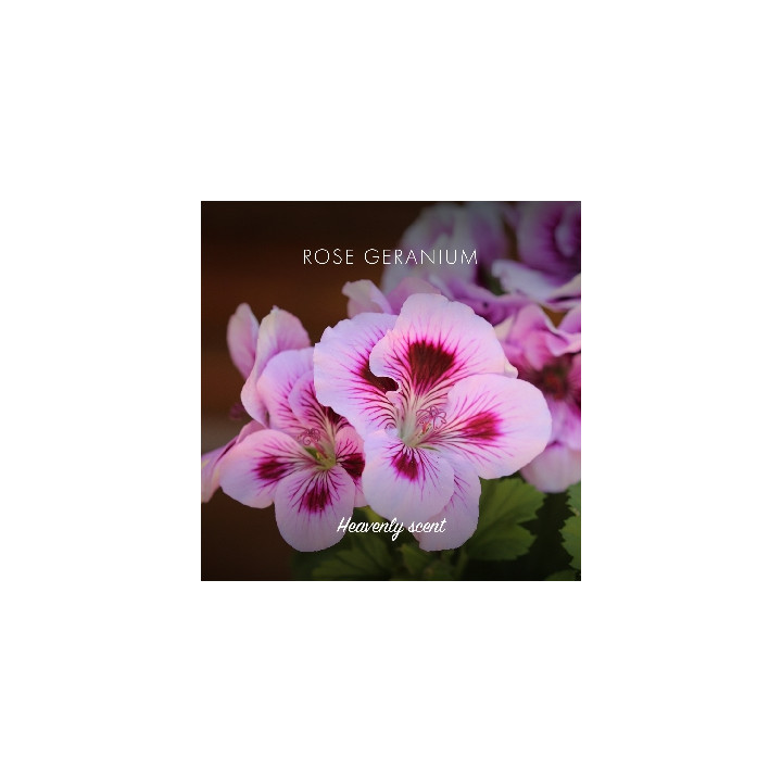 Friendly Soap přírodní mýdlo pelargonie 7ks zero waste balení