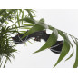 CHAUVE-SOURIS CMS