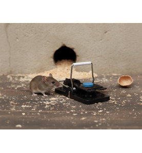 Piège à souris parfumé à la vanille - PRL