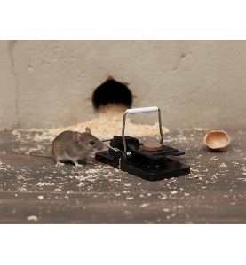 Piège à souris parfumé au chocolat - PRL