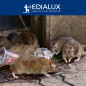 Piège à rats Quicksnap, promopack 2+1 pcs