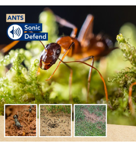 Sonic Defend - fourmis, solaire, max. 2 x 400m² - PRL
