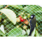 FILET OISEAUX 2 x 5 m